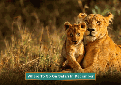Where To Go On Safari In December
