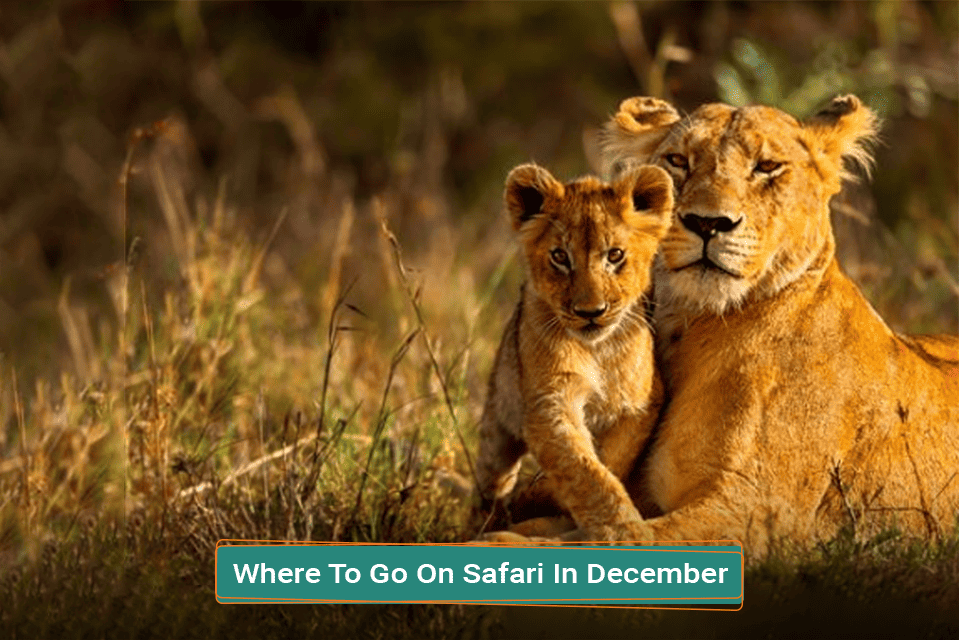 Where To Go On Safari In December