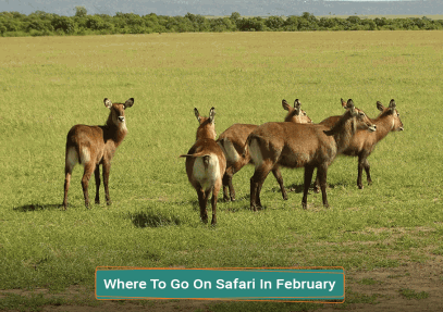 Where To Go On Safari In February