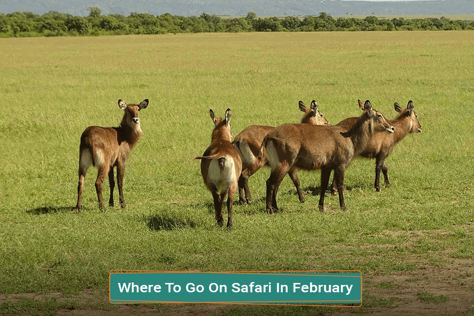 Where To Go On Safari In February