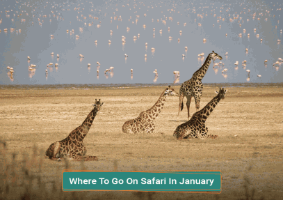 Where To Go On Safari In January