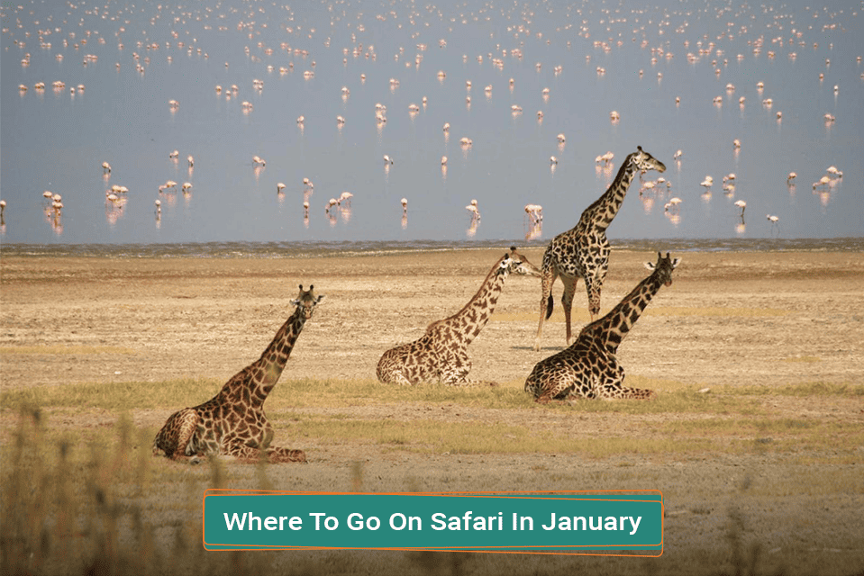 Where To Go On Safari In January