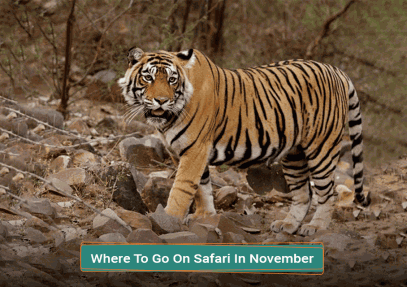 Where To Go On Safari In November