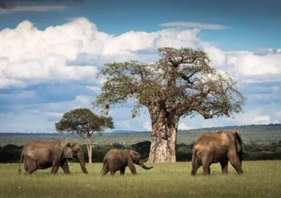 3 Days Manyara, Tarangire & Ngorongoro Safari