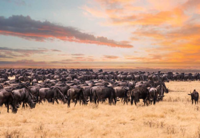 12-Day African Classic Safari