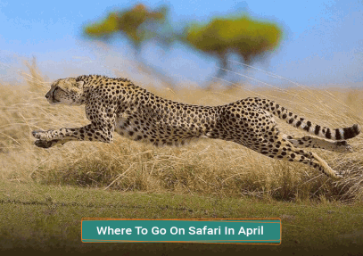 Where To Go On Safari In April