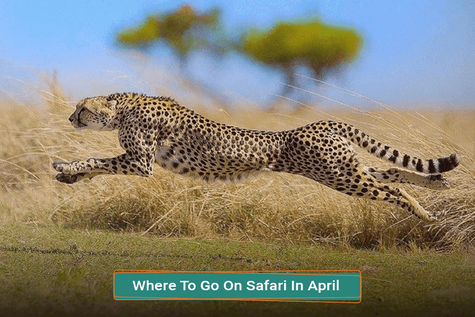 Where To Go On Safari In April
