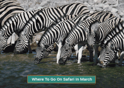 Where To Go On Safari In March