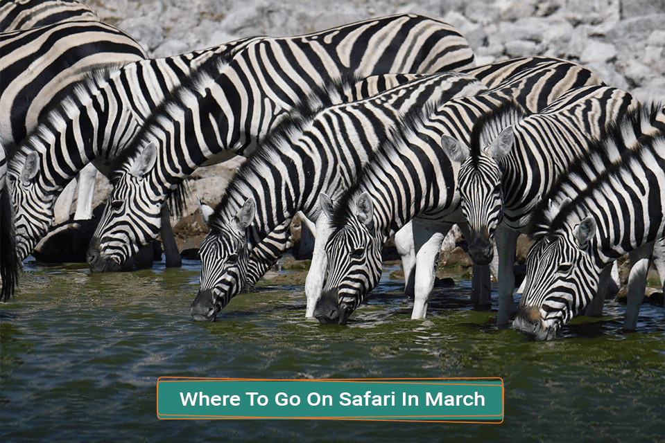 Where To Go On Safari In March