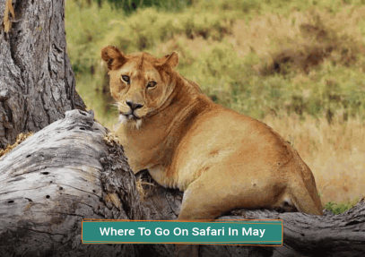 Where To Go On Safari In May