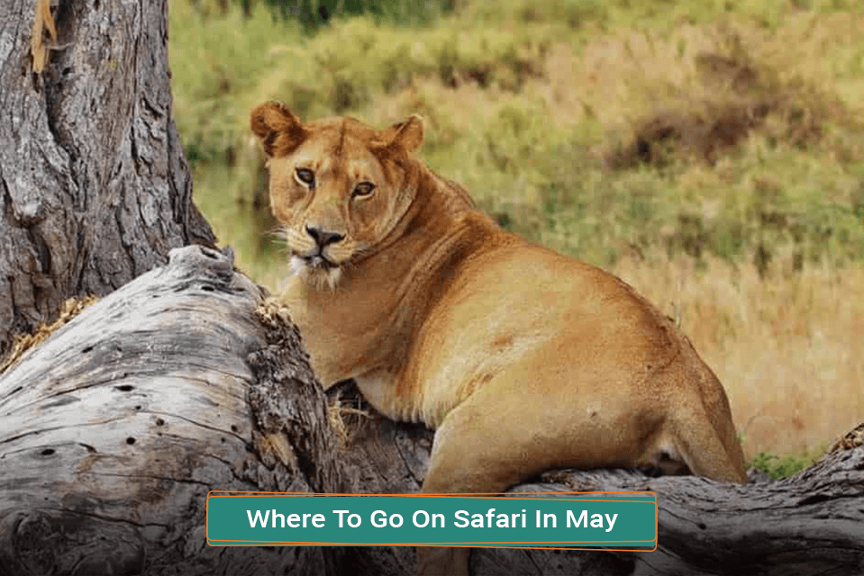 Where To Go On Safari In May