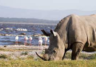 4 Days Masai Mara and Lake Nakuru Safari