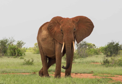 3 Day Tsavo East & West Safari
