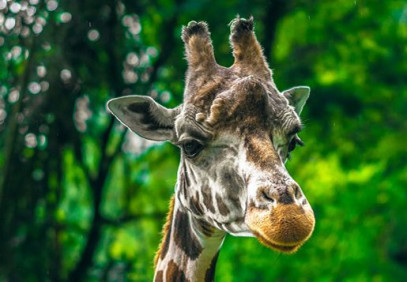 7 Days Best of Tanzania Safari