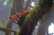 7-Day Red Panda Expedition