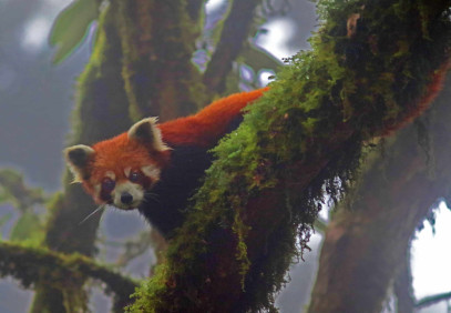 7-Day Red Panda Expedition