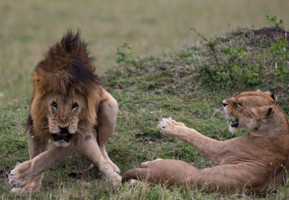 3-Day Maasai Mara Group Joining Safari