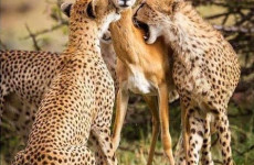 5 Days Safari in Lake Manyara, Serengeti & Ngorongoro