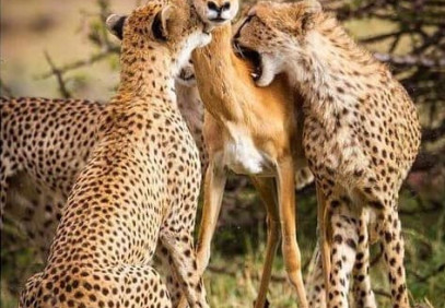 5 Days Safari in Lake Manyara, Serengeti & Ngorongoro