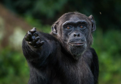 7 Days Uganda Chimps & Gorilla Trekking Safari