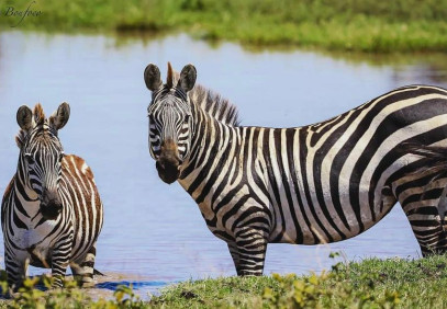 5-Day Extravaganza Serengeti Fly in Safari & Ngorongoro