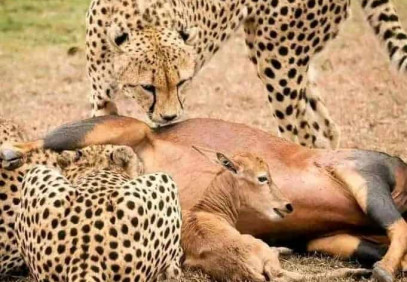Nairobi National Park Day Tour