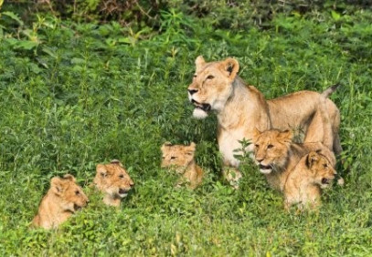 5 Days Tanzania Budget Group Camping Safari