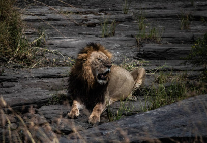 4 Days Private Safari, Coffee Tour & Authentic Tribes