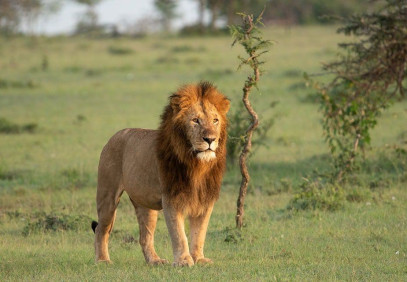 3-Day Kenya Calls: Wildlife & Dazzling Scenery