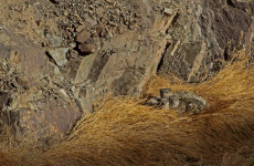 12-Day Snow Leopard Ladakh Expedition