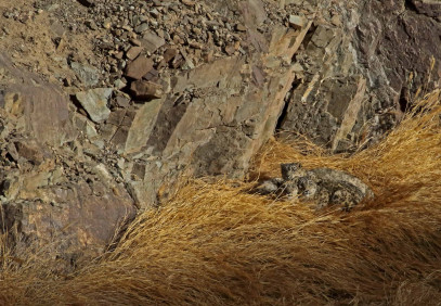 12-Day Snow Leopard Ladakh Expedition