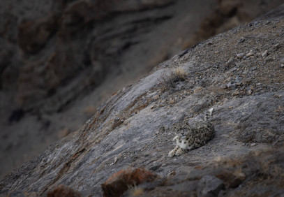 10-Day Snow Leopard Spiti Expedition