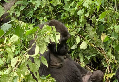 5 Days Rwanda and Uganda Safari