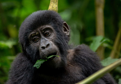 3-Day Gorilla Trekking & Relaxation at Lake Bunyonyi