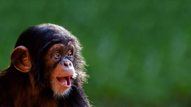 Close Up Portrait Of A 10 Month Old Baby Chimpanzee Smiling With Room For Text