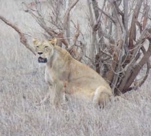 3 Days Tsavo West and East Safari