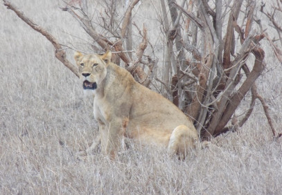 3 Days Tsavo West and East Safari