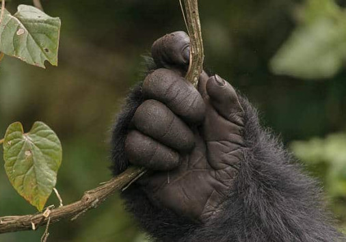A Mountain Gorilla Holds A Vine In The Jungle Of Rwanda