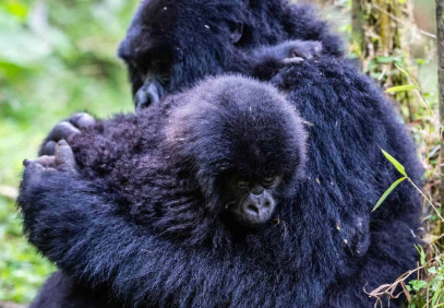 6 Days Best Gorillas and Wildlife Safari