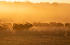 6 Day Affordable Victoria Falls and Hwange Experience