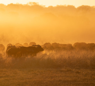 6 Day Affordable Victoria Falls and Hwange Experience