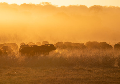 6 Day Affordable Victoria Falls and Hwange Experience