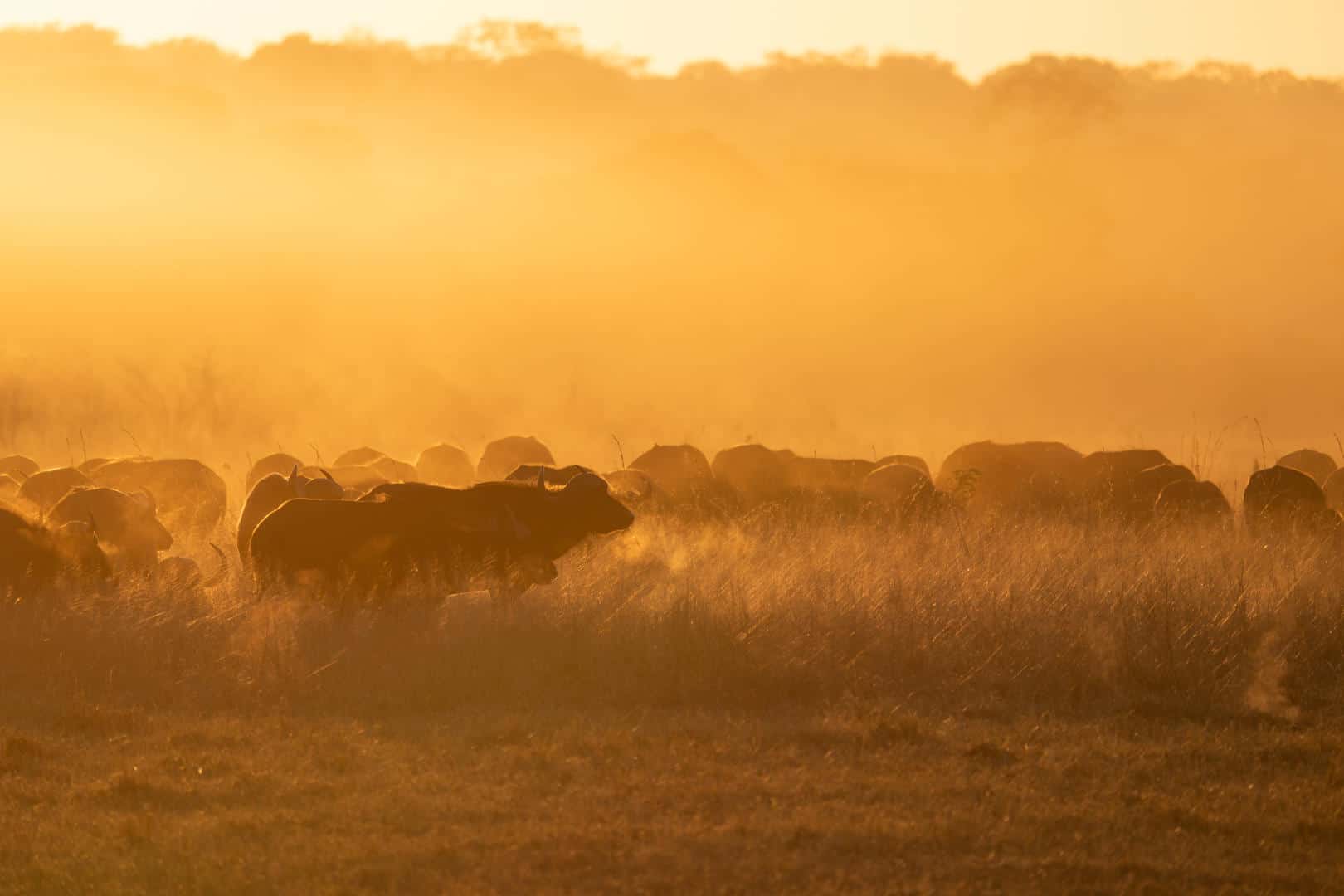 6 Day Affordable Victoria Falls and Hwange Experience