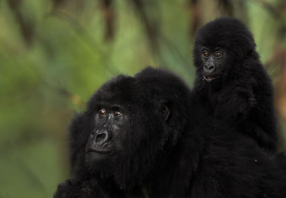 3 Days Bwindi Gorilla Trekking and Batwa Trail