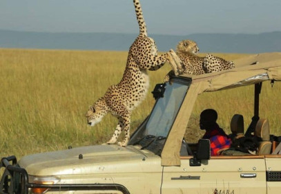 5-Day Masai Mara, Lake Nakuru, Lake Naivasha Magical Wildlife Safari