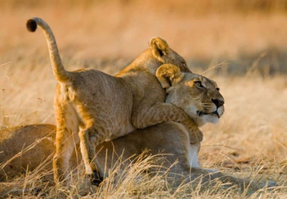4 Days Masai Mara & Lake Nakuru Safari
