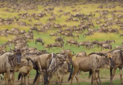 5-Day Manyara, Ngorongoro, Serengeti & Tarangire Safari