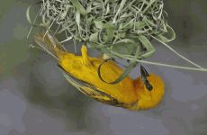 17-Days Ghana Birding, Nature and  Wildlife Tour