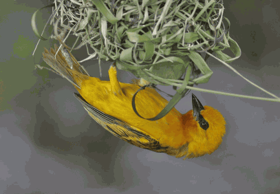 17-Days Ghana Birding, Nature and Wildlife Tour