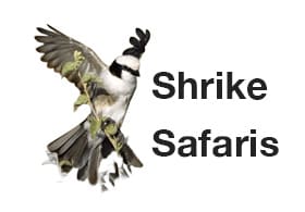 Shrike Safaris